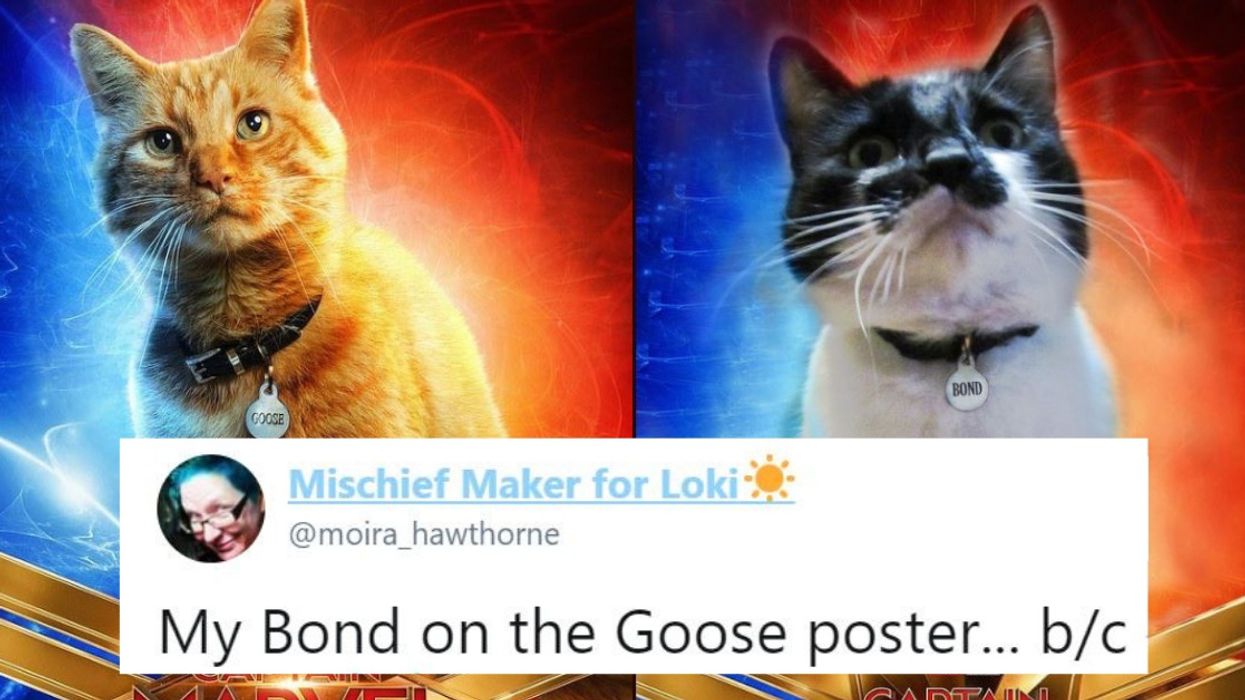 Captain Marvel's Cat 'Goose' Started A Viral Photoshop Trend In Korea That Has Now Gone Global