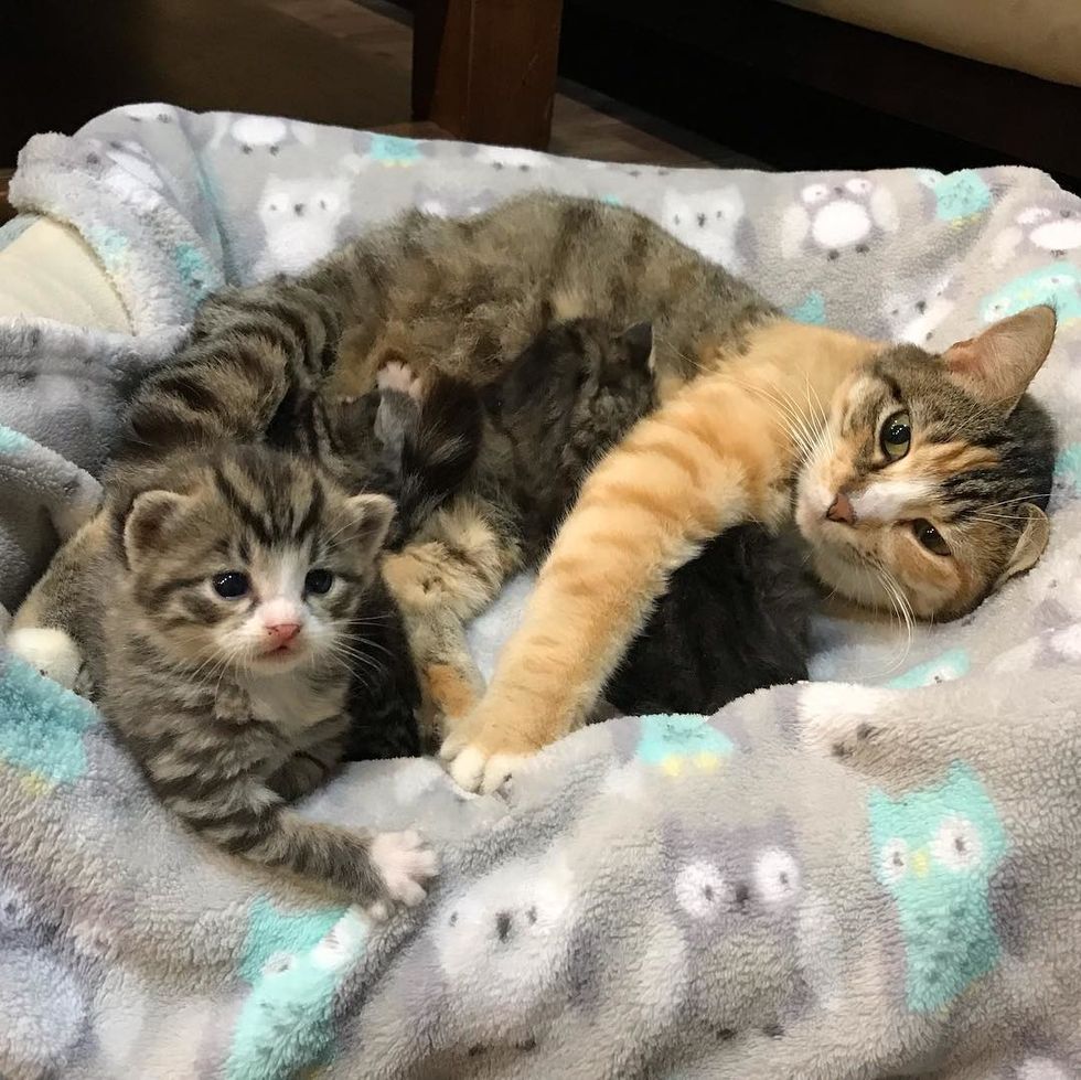 Cat Mom Keeps Her Kittens Safe in Wood Pile Until Rescue Arrives - Love ...