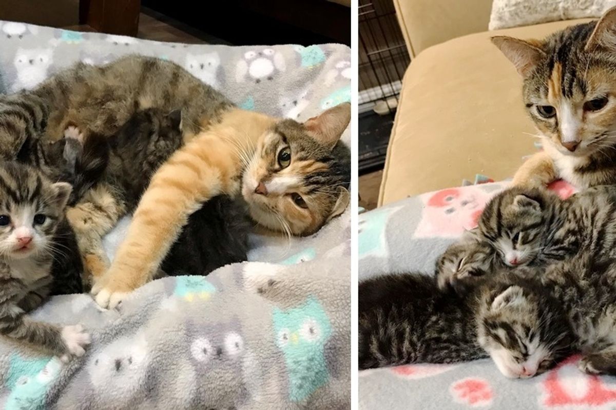 Cat Mom Keeps Her Kittens Safe in Wood Pile Until Rescue Arrives