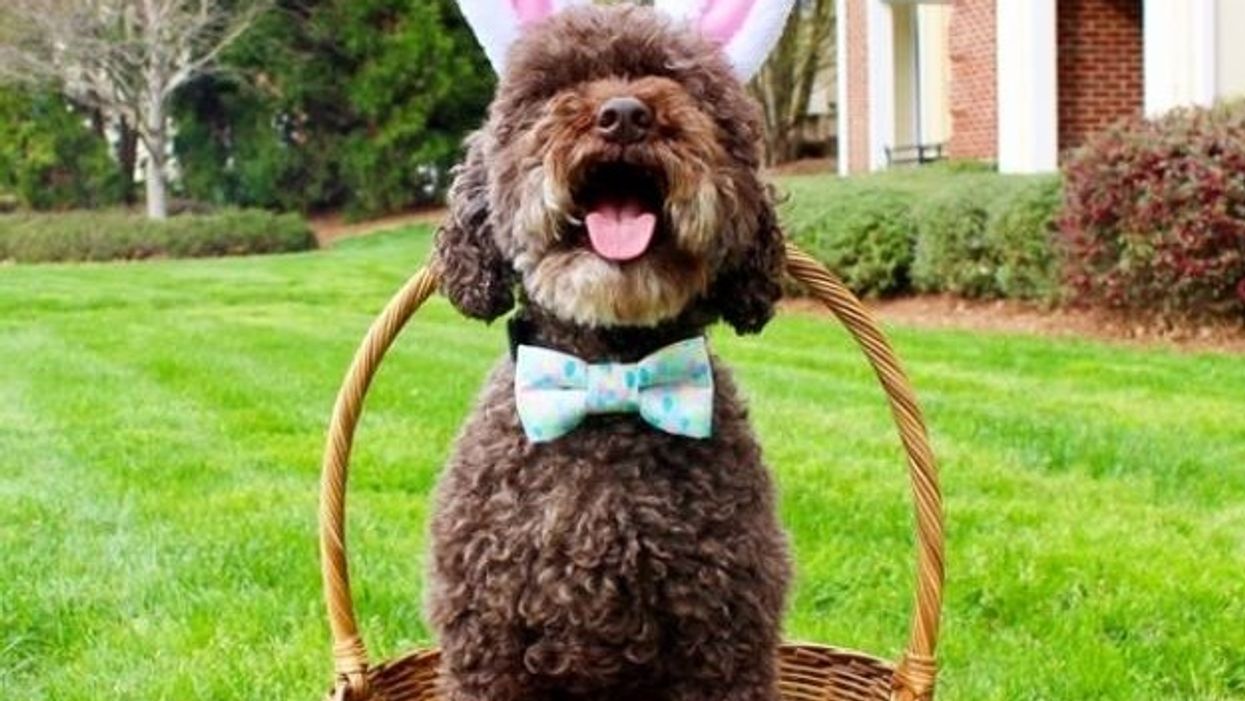 Meet the 9 Southern pets vying to be in Cadbury's new Easter 'bunny'