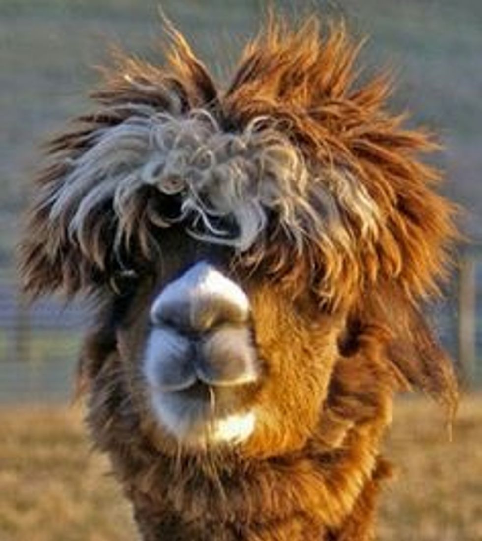College As Told By Llamas
