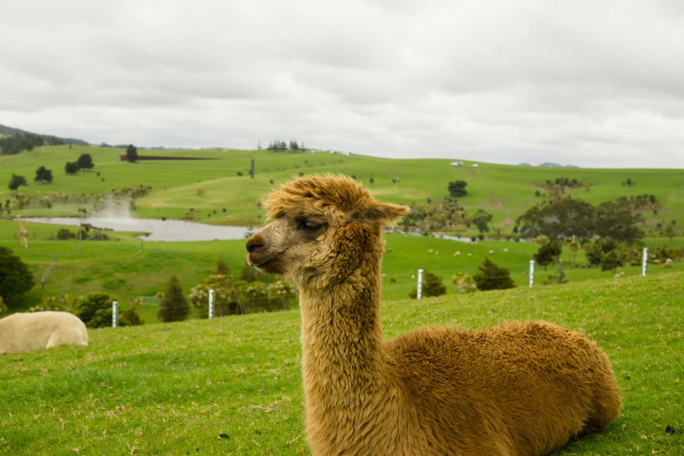 College As Told By Llamas