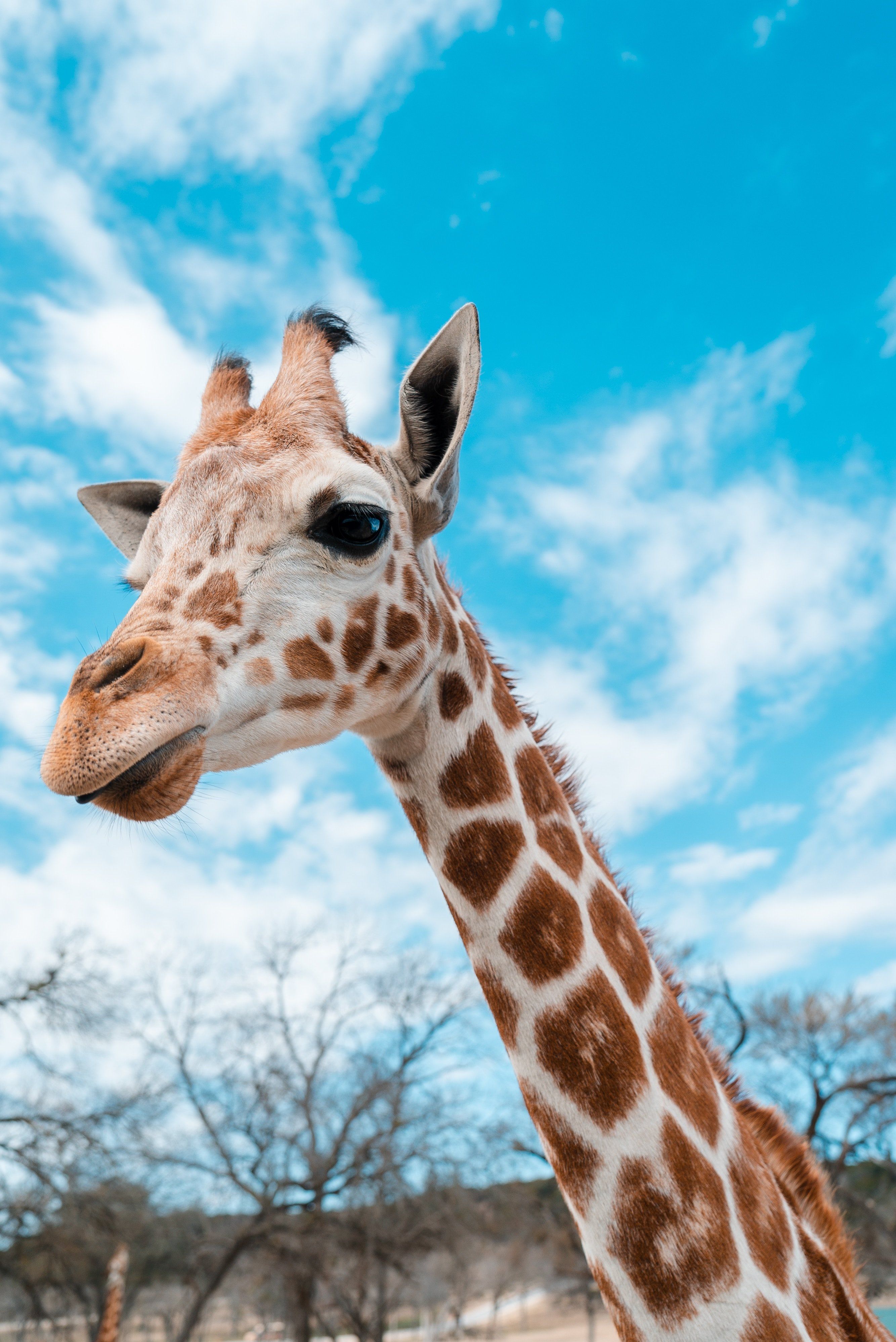 10 Pictures Of Giraffes You Can't Pass Up On