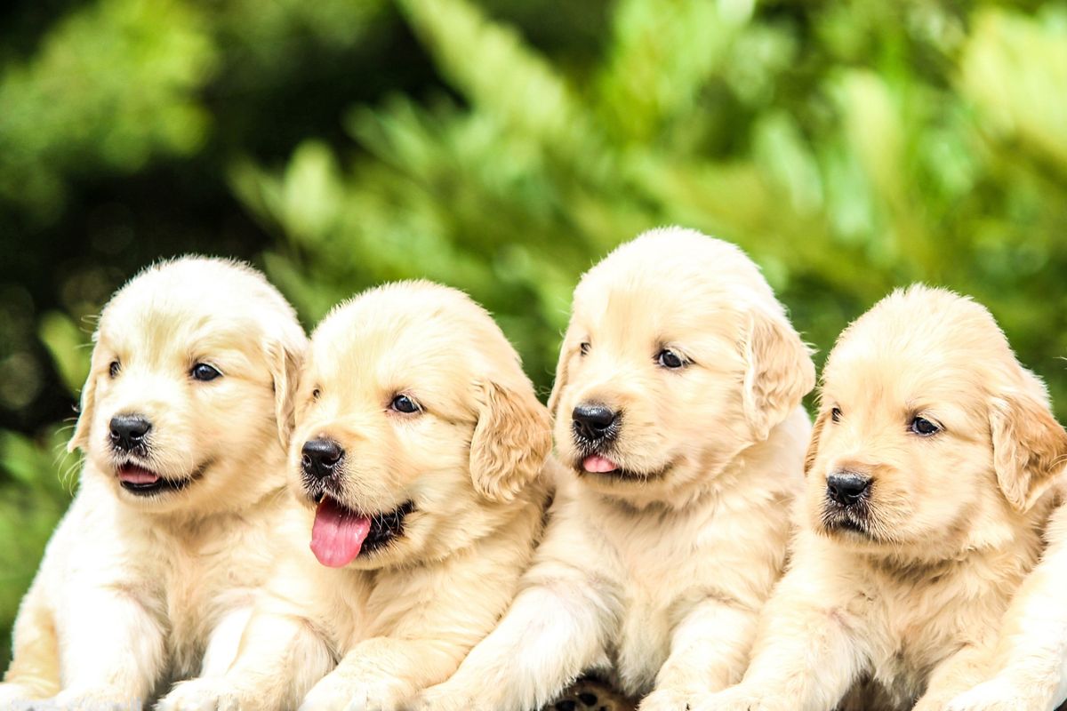 adorable puppies golden retriever