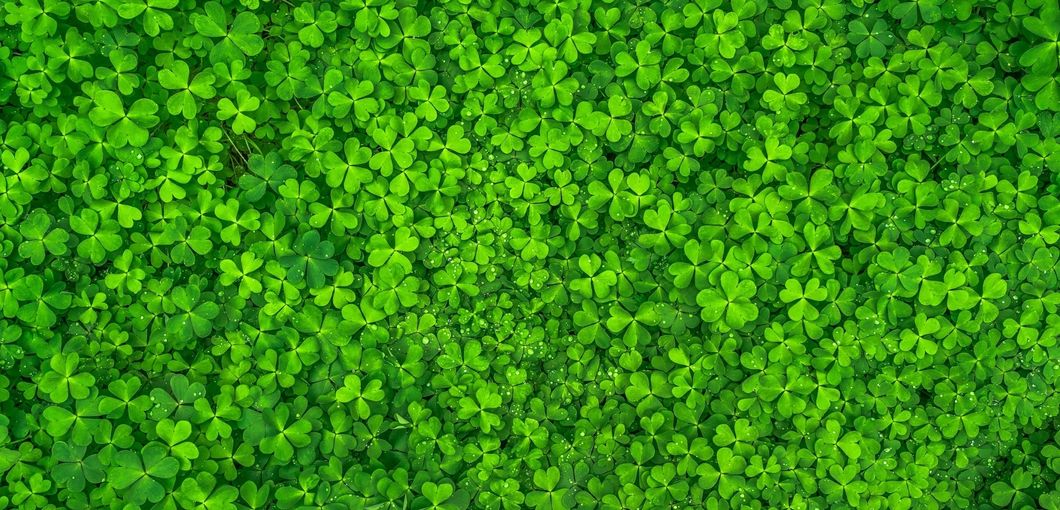 https://www.pexels.com/photo/top-view-photo-of-clover-leaves-158780/
