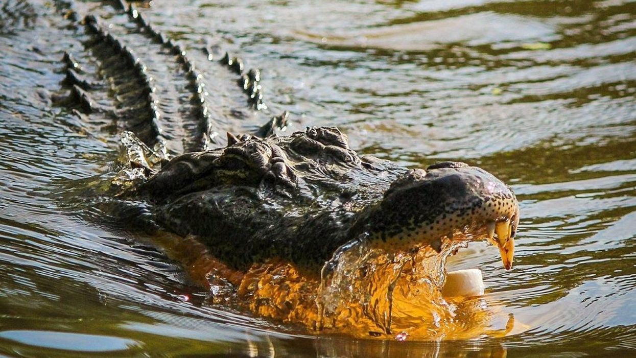 There's a Georgia alligator covered in pollen, and we can relate