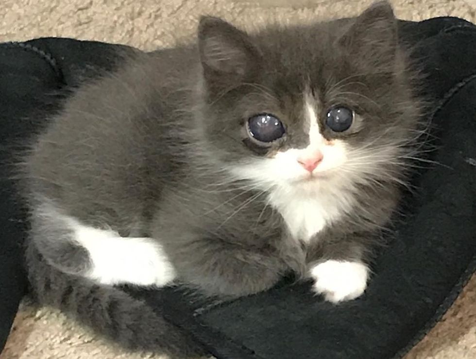 Woman Gave Special Kitten a Home When No One Else Did, and Turned His ...