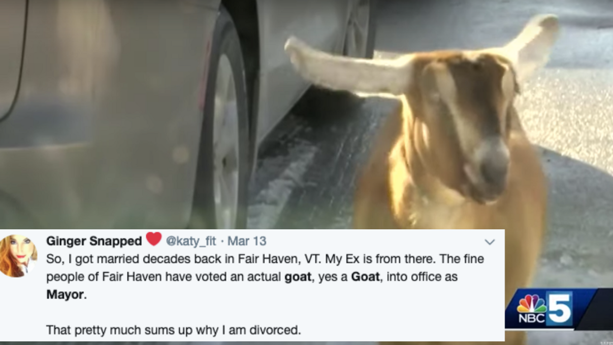 Goat Is Officially Sworn In As Honorary Mayor In Vermont Town—Celebrates By Taking A Dump On The Floor