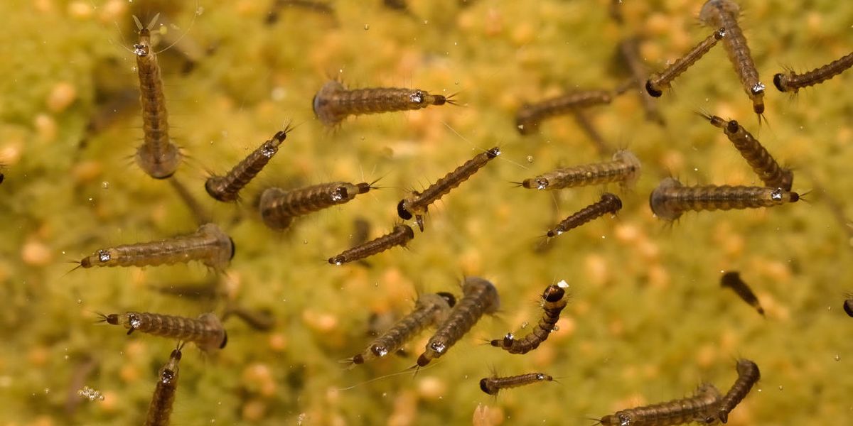 What’s the world’s most widely used herbicide doing to tiny critters?