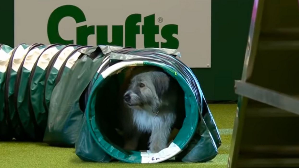 Kratu The Rescue Dog Steals The Show In Hilarious Unsuccessful Run Of Competition's Agility Course