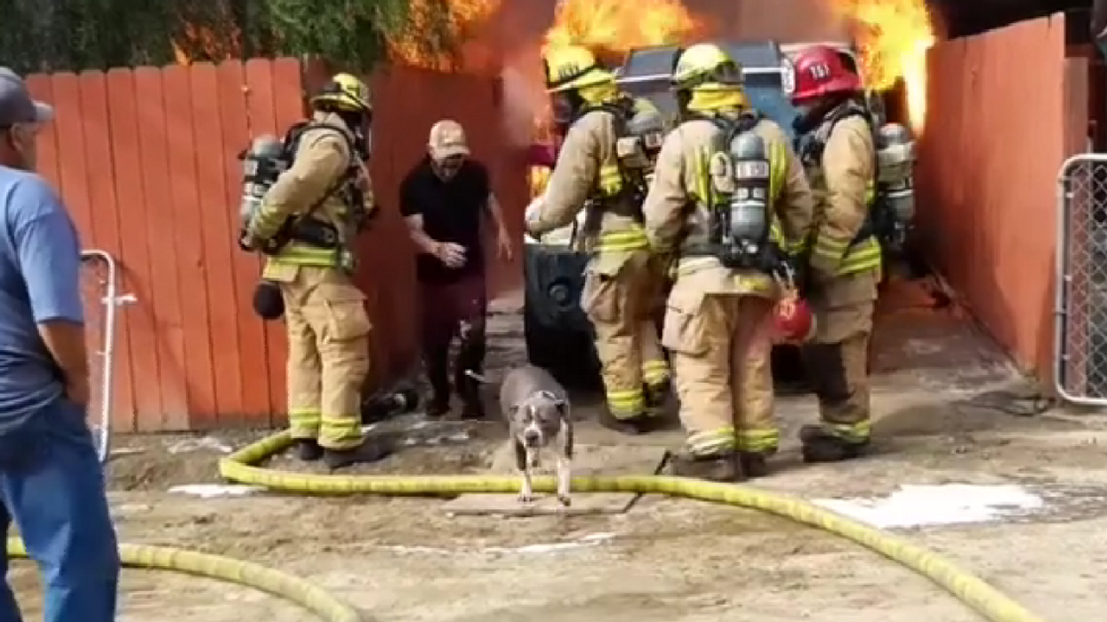 Video Captures Man's Dramatic Rescue Of His Dog From Burning Building
