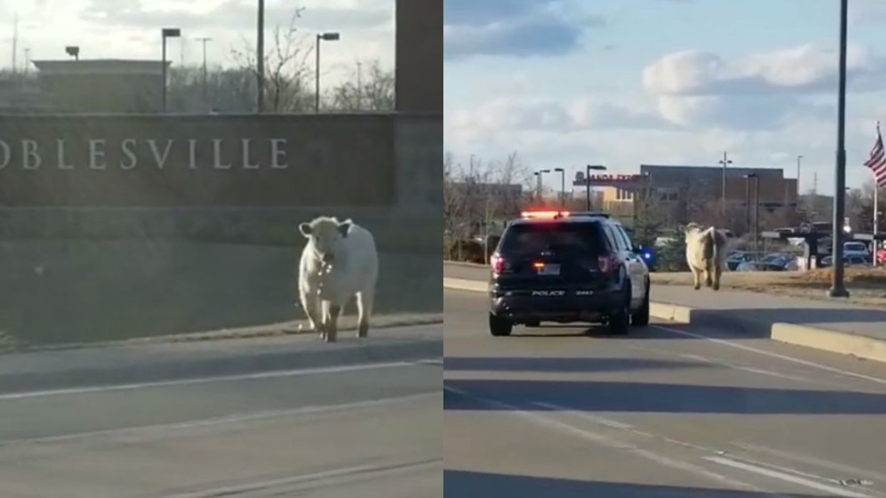 Runaway Cow Stops Traffic In Indiana Before Heading On Over To Chick-Fil-A In Bizarre Viral Video