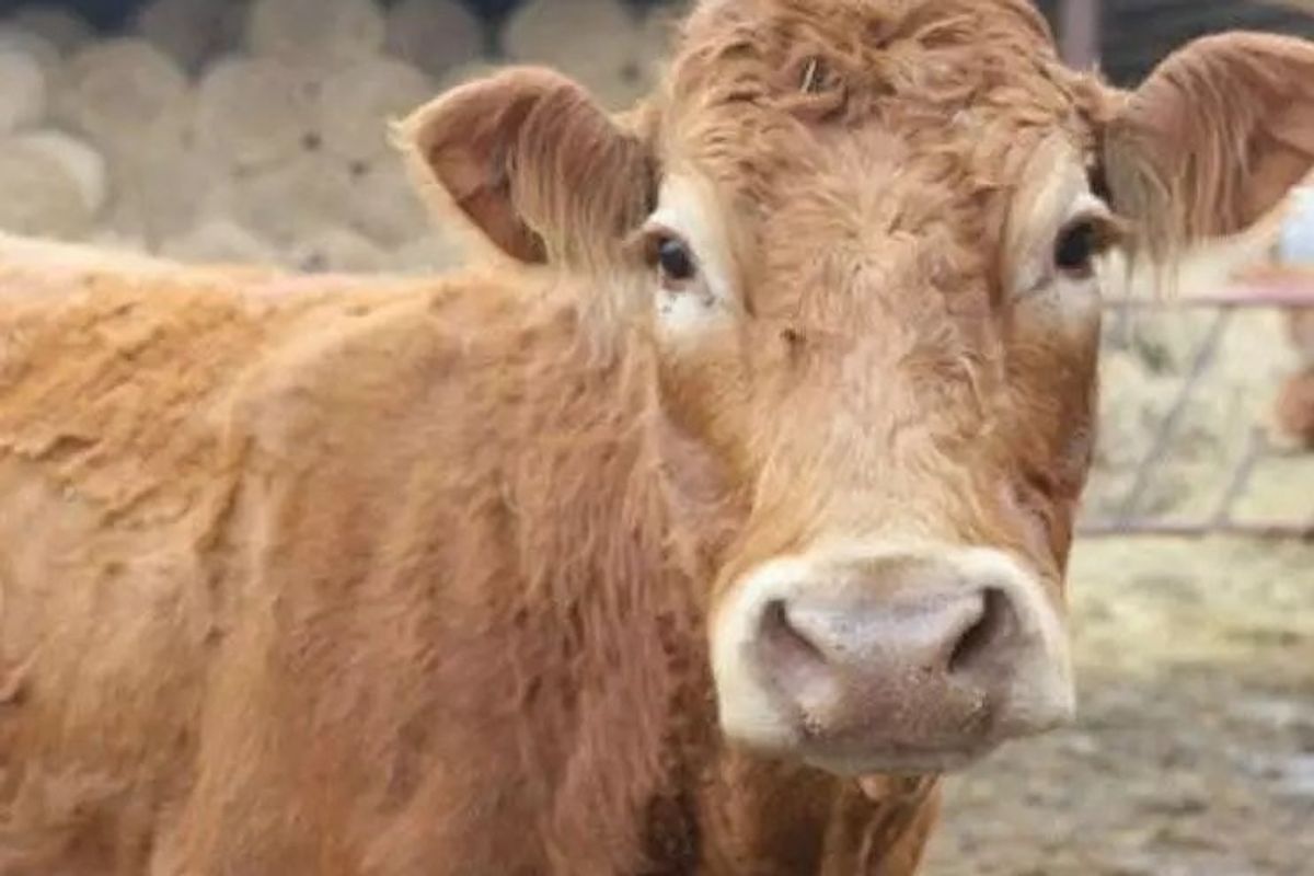 Devin Nunes Sues Devin Nunes's Cow For Alienation (And Sedition) Of Affection