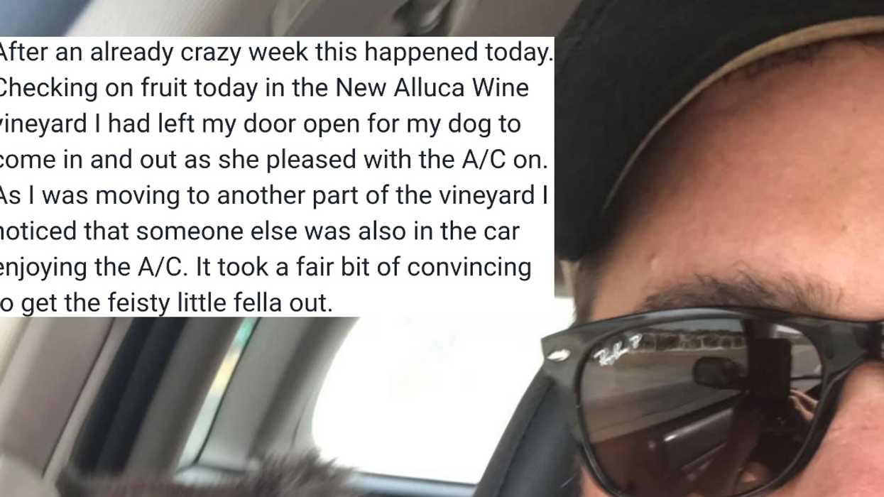 Man Comes Back To His Car To Find An Unexpected Furry Guest Chilling In His AC