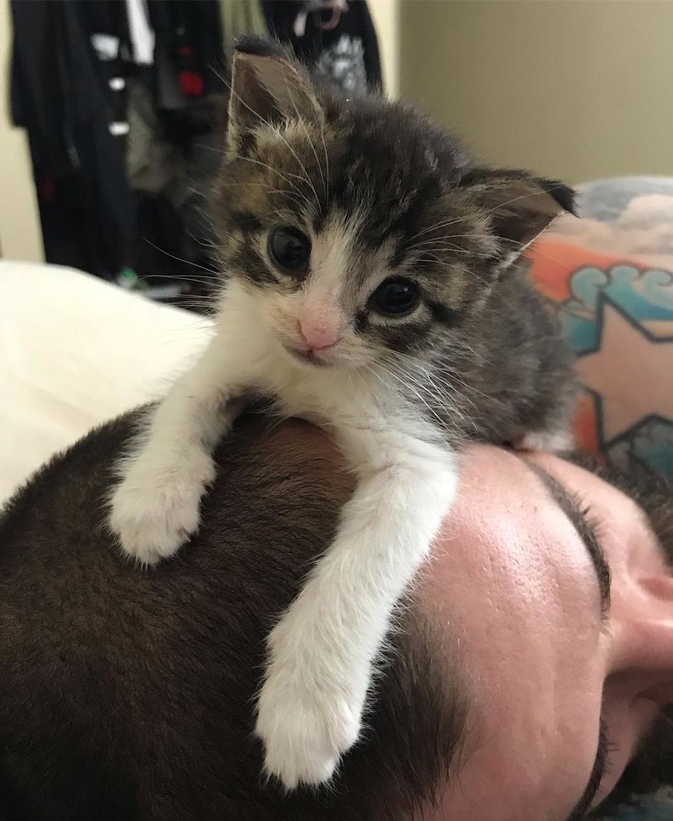 Stray Kittens Find Someone to Love After They Were Saved from Storm ...