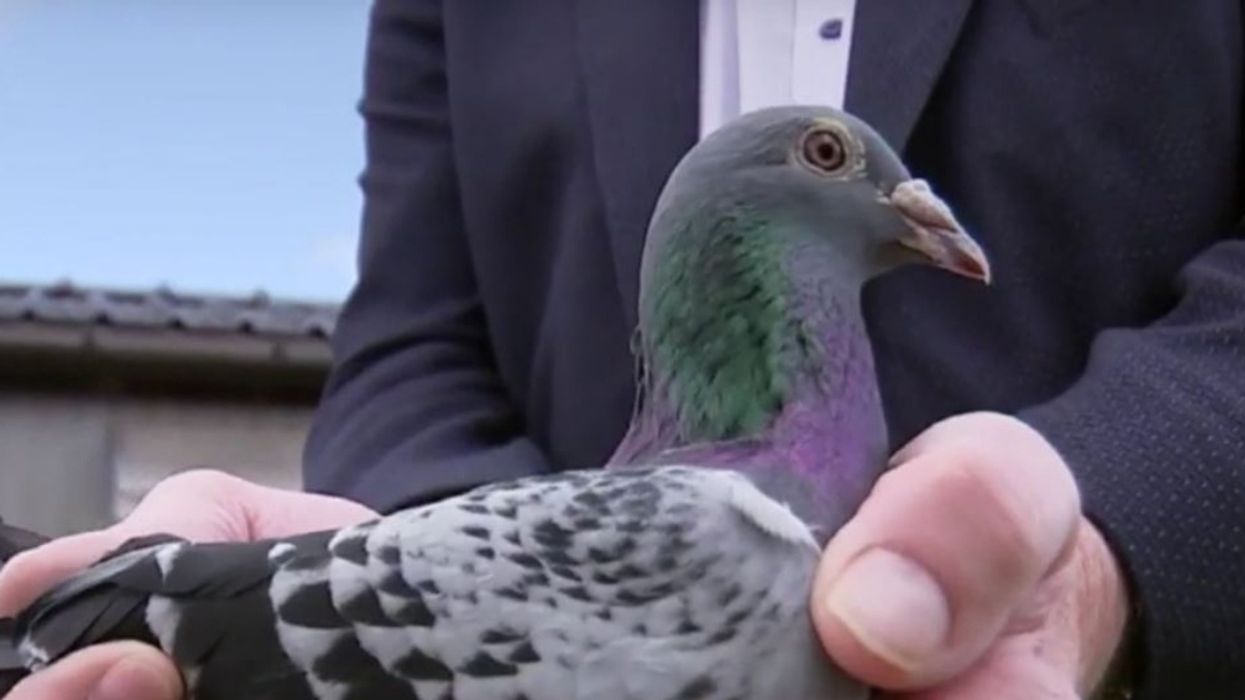 The Darling Of The Pigeon Racing Circuit Just Sold For A Record Sum, And We Have So Many Questions