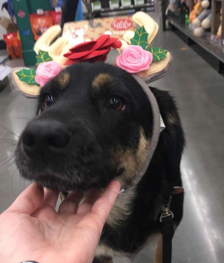 5 Reasons Why You Need A Dog In College