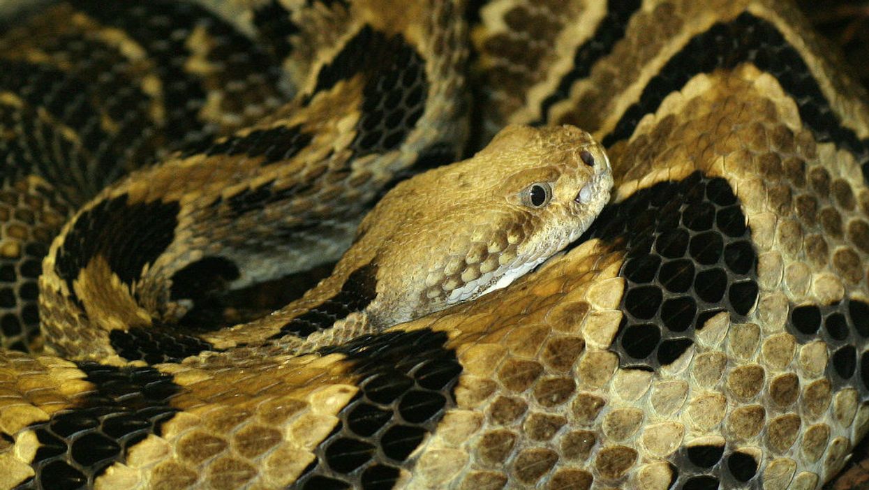 Yikes. Consider this infestation of 45 rattlers before going into the snake removal business
