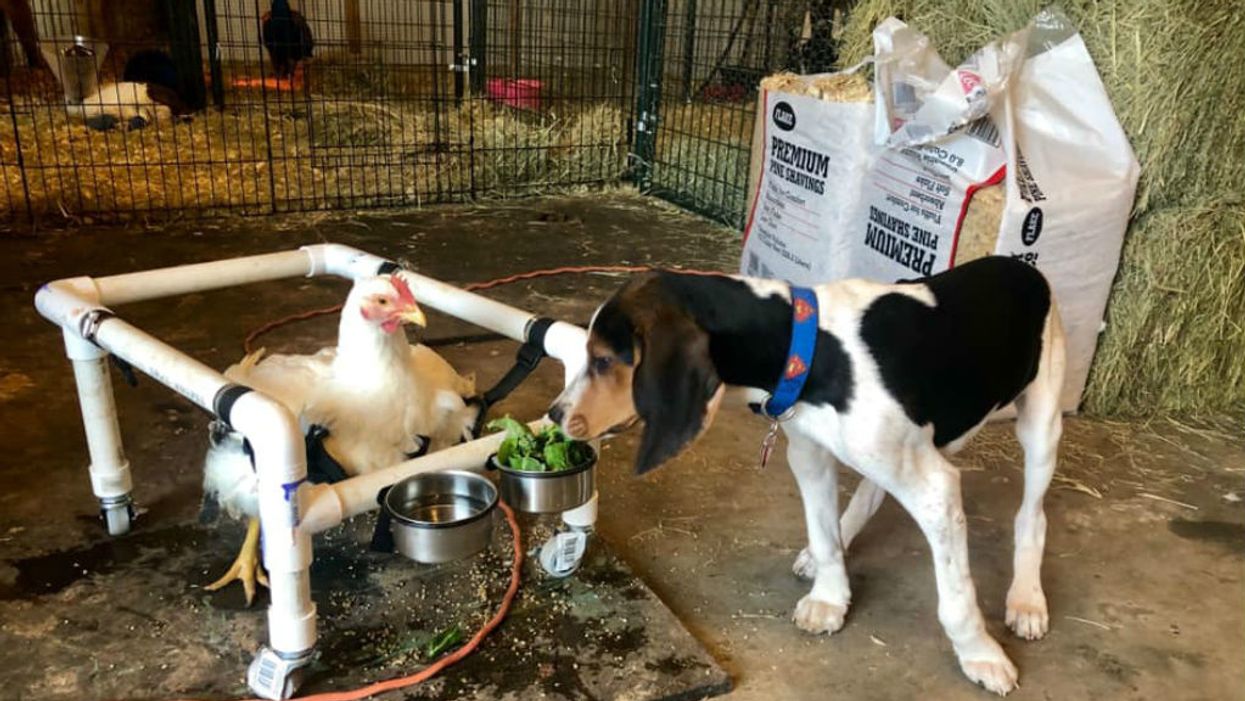 Rescuers of puppy with wrong-way paws built a wheelchair for a chicken and our hearts are full