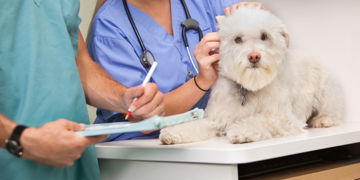Interview Questions For Veterinarians Work It Daily Where Careers