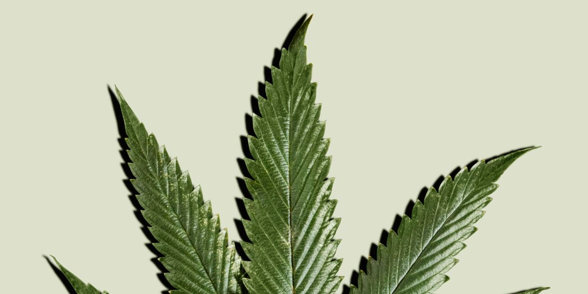 Enter The Magical World Of CBD Oil