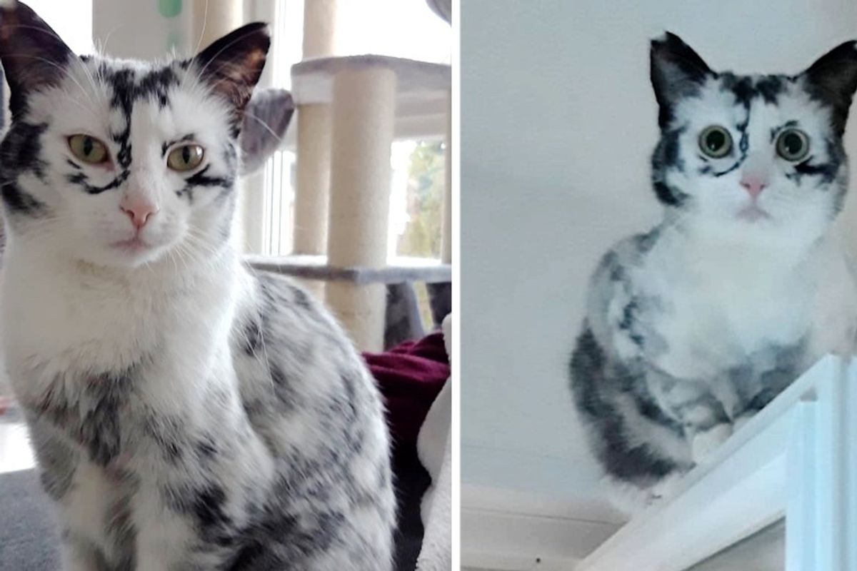 Kitten’s Tuxedo Coat Turns into Beautiful Snowflake Markings Due to a Rare Condition