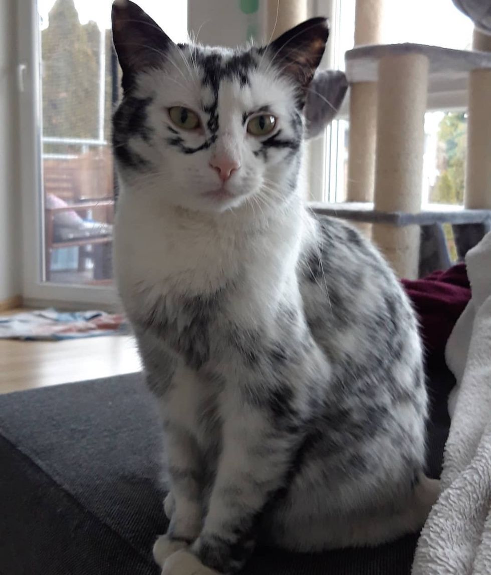 Kitten’s Tuxedo Coat Turns into Beautiful Snowflake Markings Due to a
