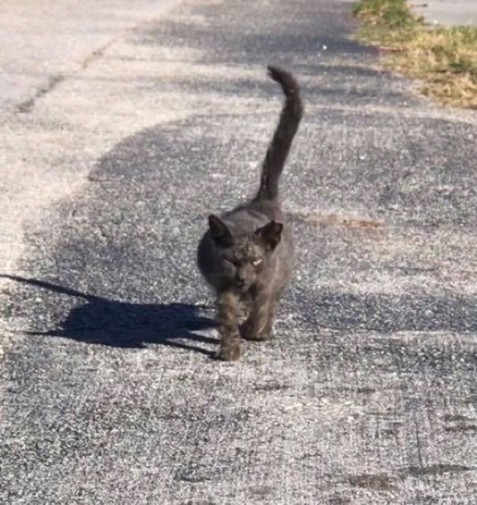 Scraggly Kitten Walks Up To Rescuer And Meows For Help When She Finally 