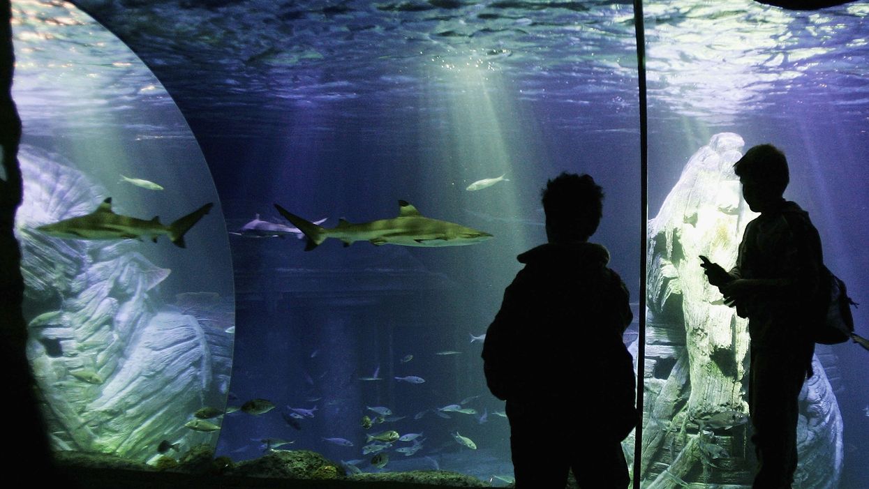 Georgia Aquarium to be focus of new Animal Planet series
