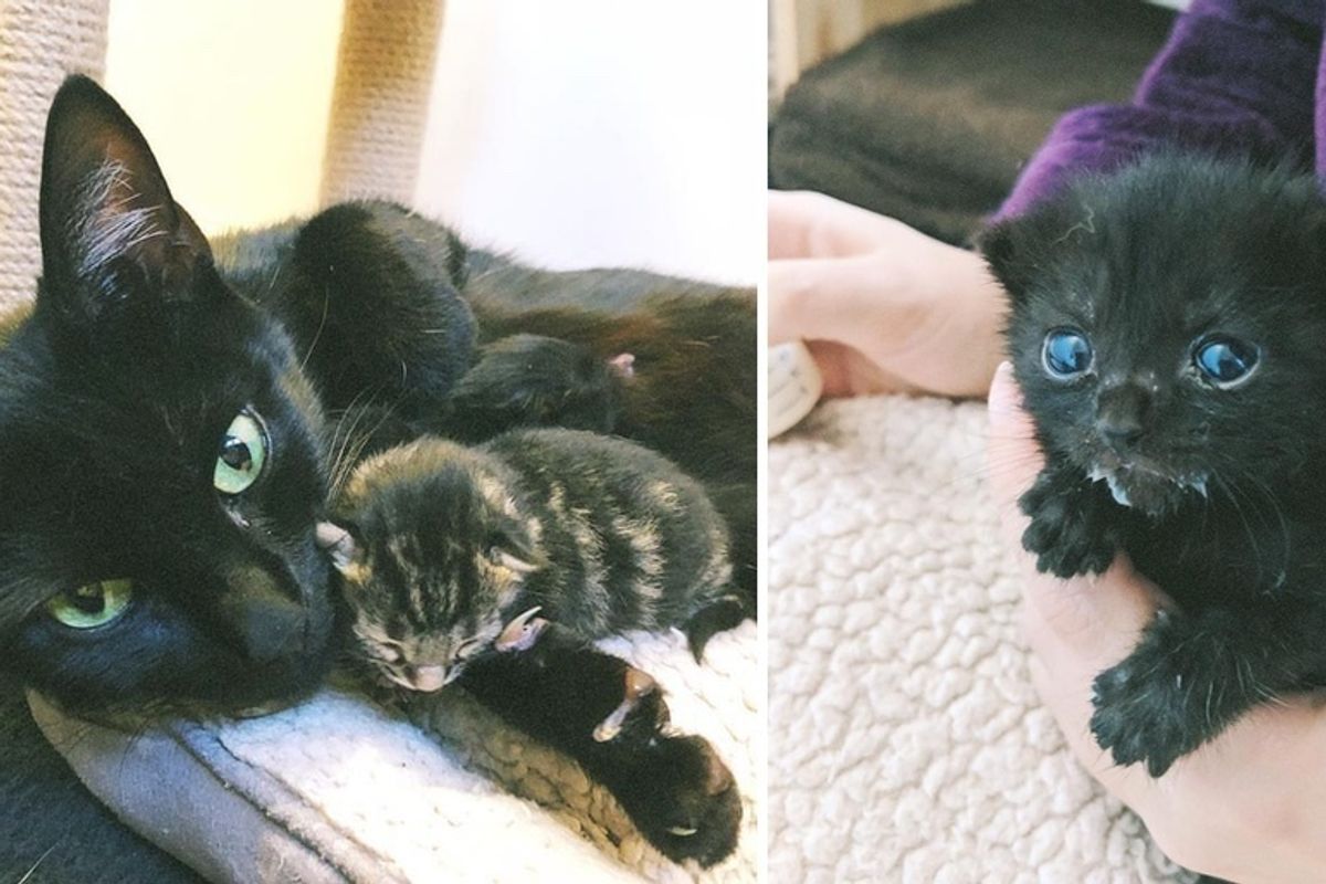 Family Helps Cat Mom Just in Time So Her Kittens Can Be Safe from the Cold