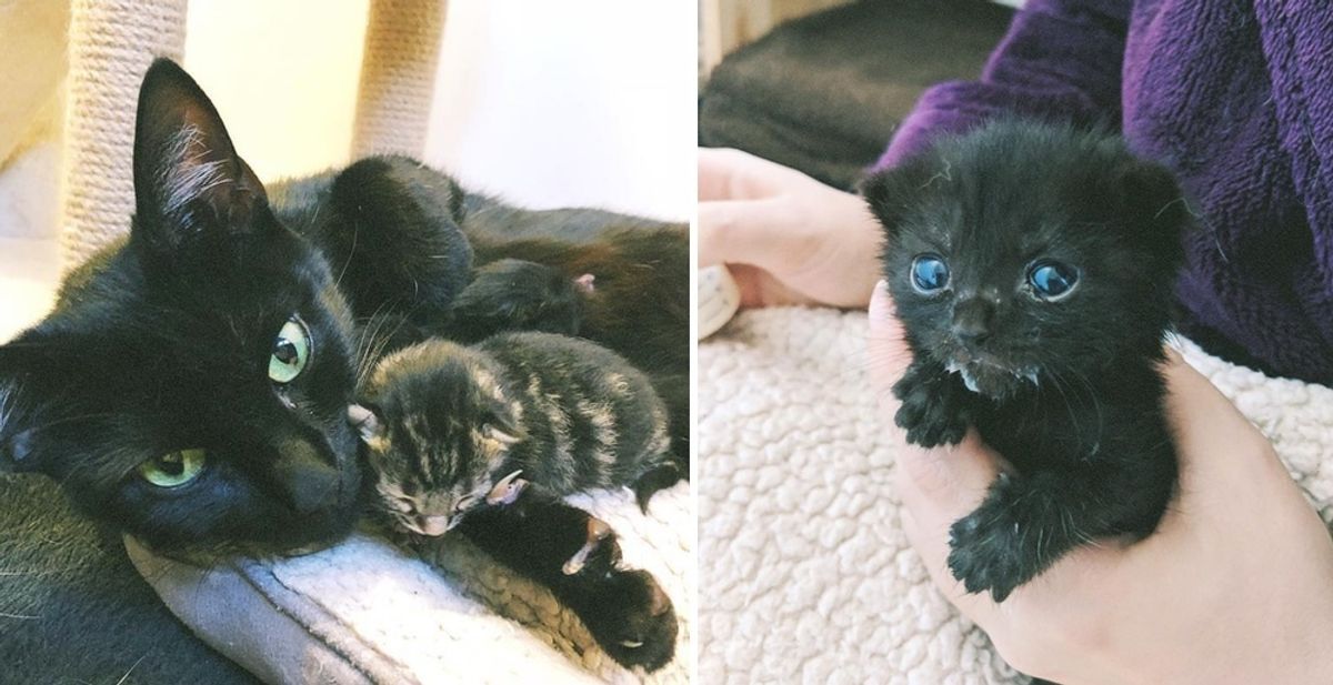 Family Helps Cat Mom Just in Time So Her Kittens Can Be Safe from the Cold