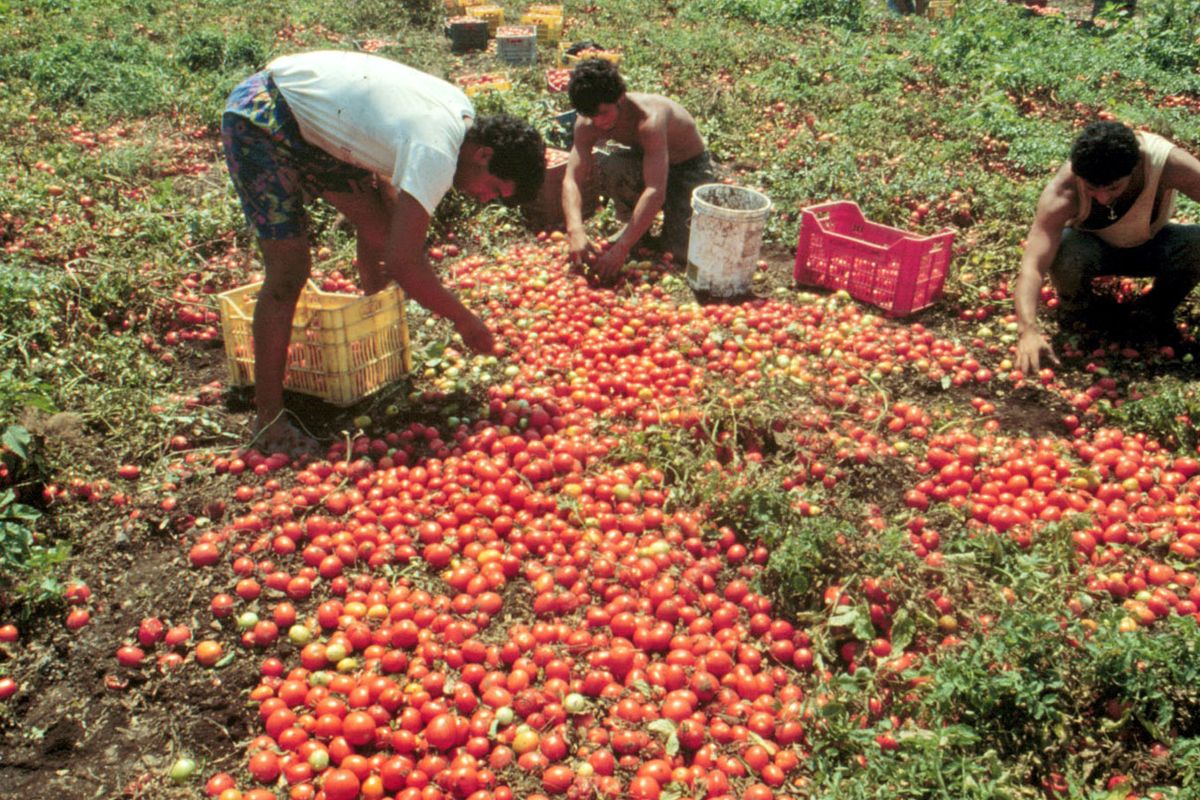 Vite finite all’asta come i pomodori, sistema coop sotto accusa