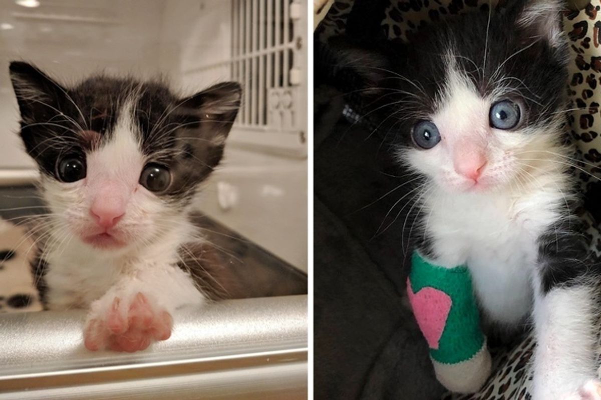 Tiny Kitten With Broken Leg Proves That He Will Heal Up and Walk Again