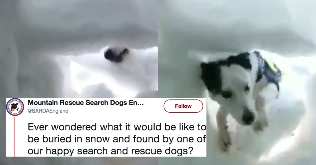 Viral Video Gives A POV Look At What It's Like To Be Rescued By A Dog If You're Buried In The Snow