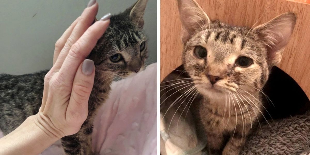 Kitten Who Doesn't Grow, Finds Someone She Loves After Living Her Whole