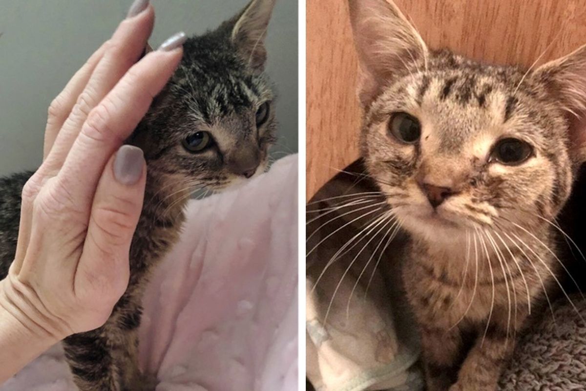 Kitten Who Doesn't Grow, Finds Someone She Loves After Living Her Whole Life in Hoarding Situation