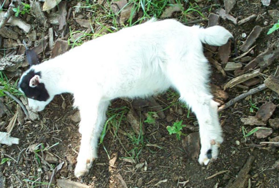 The tale of the bulgyeyed fainting goats It's a Southern Thing