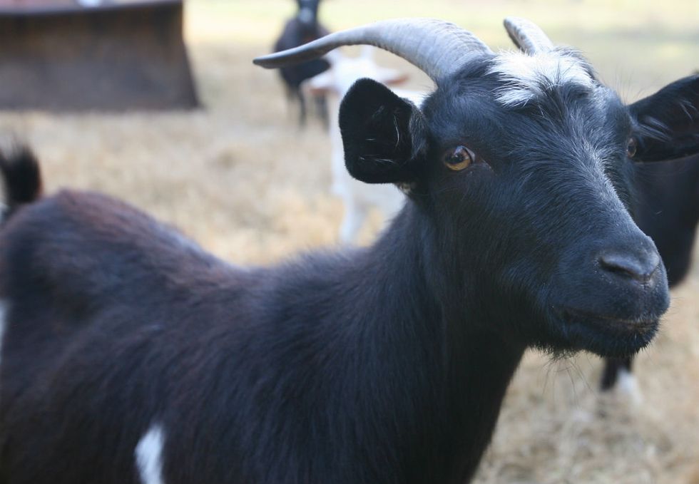 The tale of the bulgy-eyed fainting goats - It's a Southern Thing