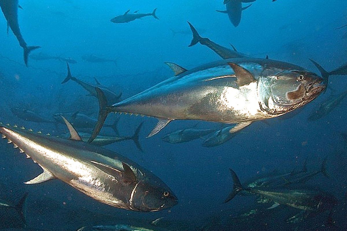 Tra Palermo e Roma si riapre la guerra del tonno rosso