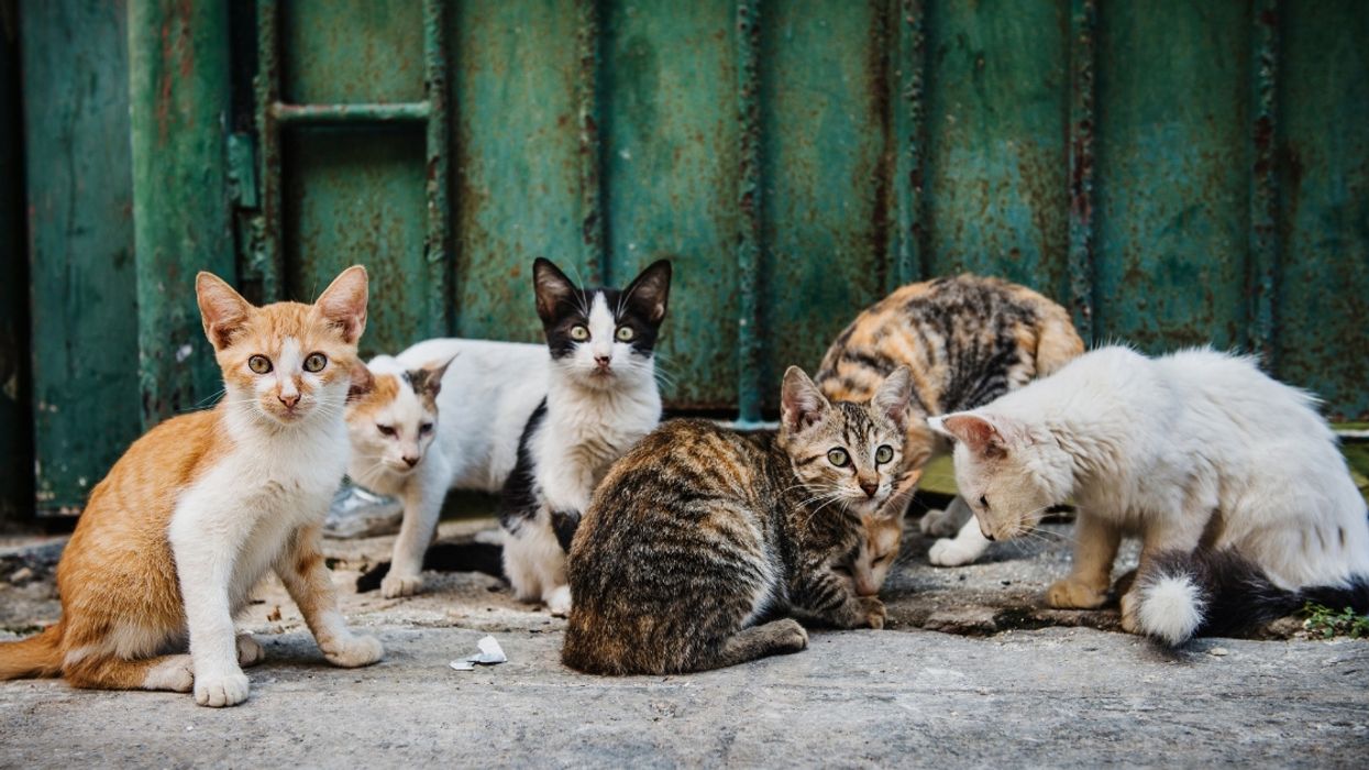 Photographer Captures Amusing Images Of Stray Cats Truly Living Their Best Lives