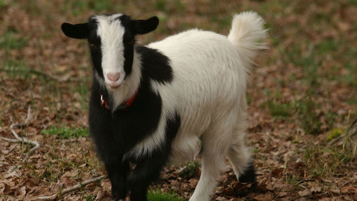 The tale of the bulgy-eyed fainting goats