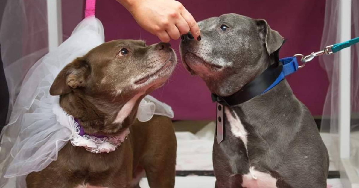 Maine Animal Shelter Throws Adorable Wedding For Two Senior Dogs For The Best Reason