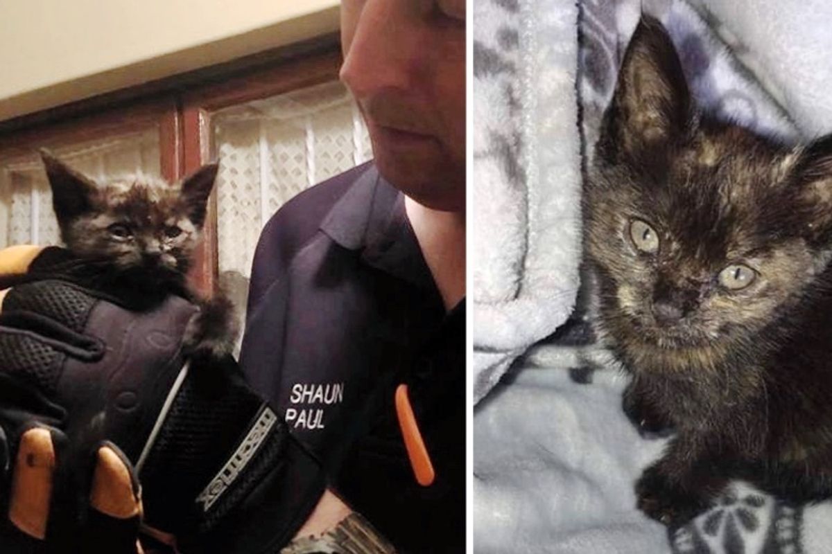 Man Hears Kitten Meowing and Rushes to Save Her from Being Trapped in Cold Storm Drain