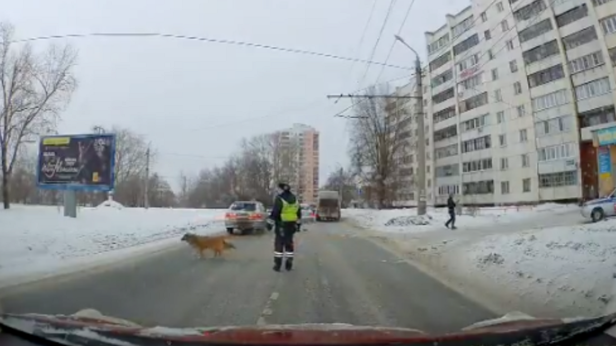 Very Good Dog Patiently Waits For Someone To Stop Traffic Before Crossing Busy Intersection In Viral Video