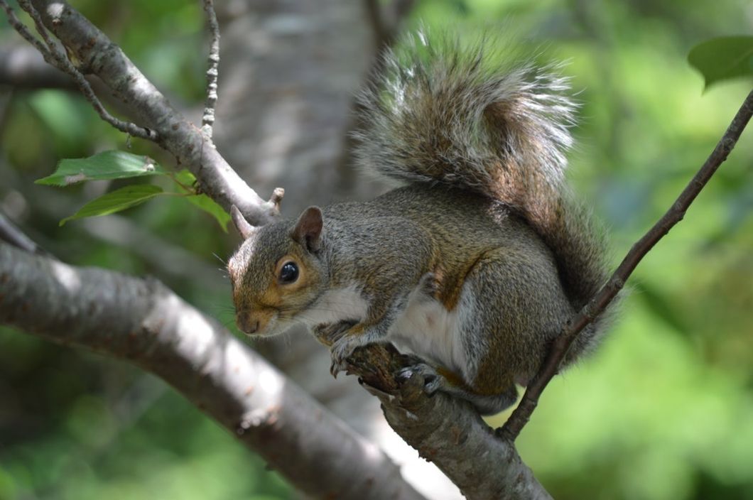 10 Reasons Squirrels Should Be The Mascot Of Ole Miss