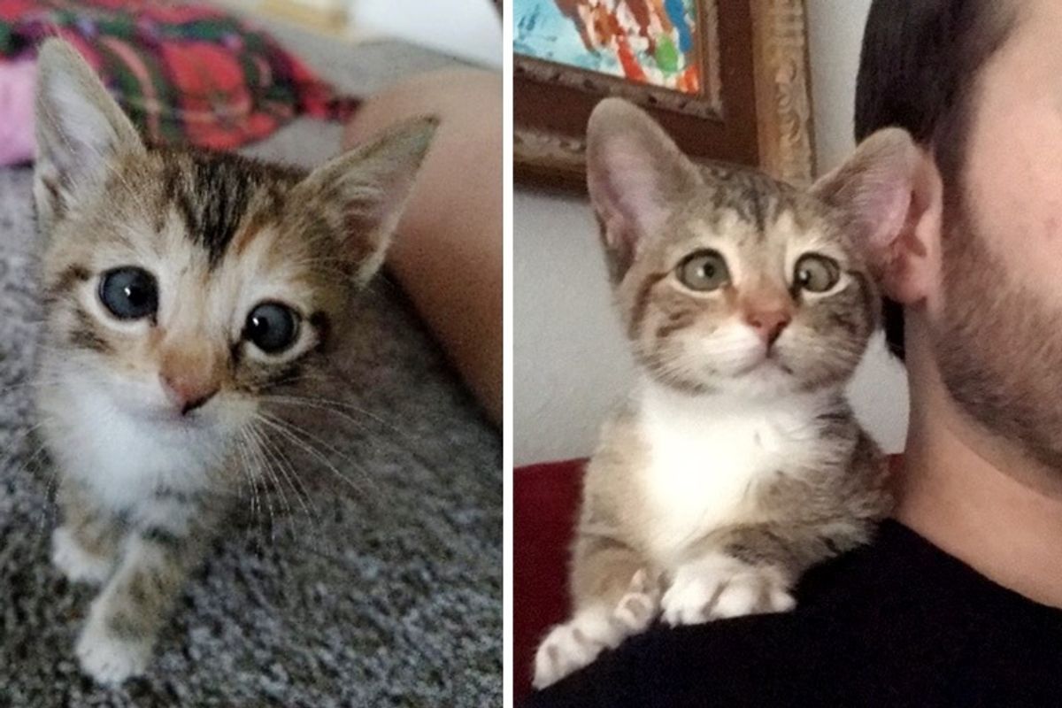 Man Adopts Kitten Who Couldn't Find a Home Because of Her Eye - He Knows She's Perfect