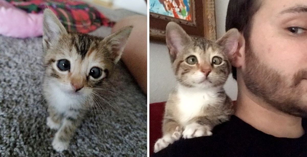 Man Adopts Kitten Who Couldn't Find a Home Because of Her Eye - He Knows She's Perfect