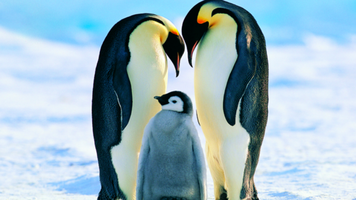 This Beautiful Black Emperor Penguin May Be The Only One Of Its Kind