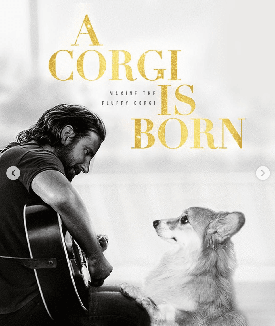 famous corgis on instagram