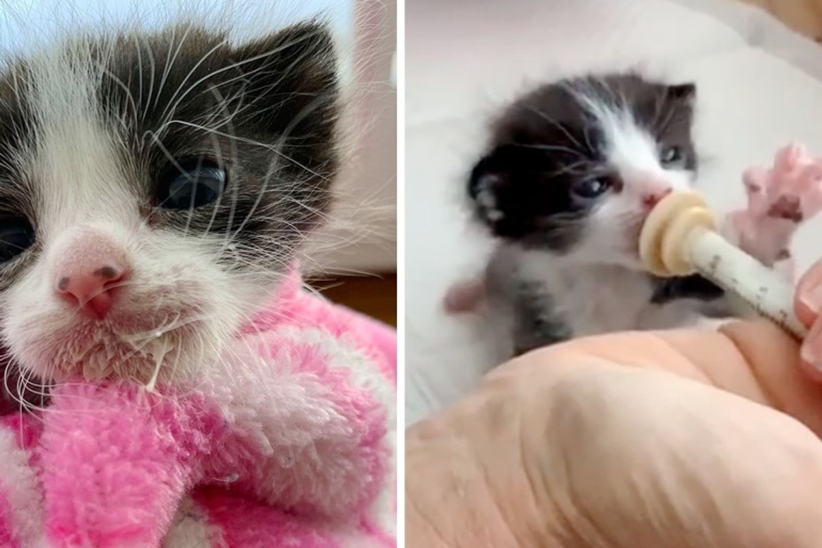Kitten, Size of a Newborn, was Found on the Streets Alone But He Never Gave Up